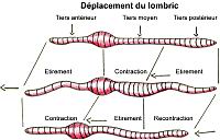 Lombric - deplacement